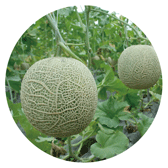 대숲맑은 담양멜론