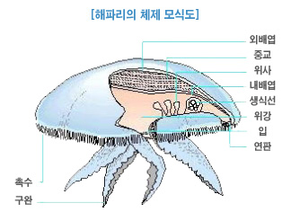 해파리의 체제 모식도(외배엽, 중교, 위사, 내배엽, 생식선, 위강, 입, 연관, 촉수, 구완)