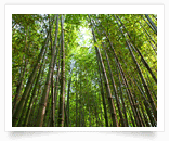 대나무테마공원