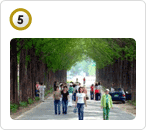 메타세쿼이아 가로수길