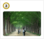 메타세쿼이아 가로수길