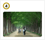 메타세쿼이아 가로수길