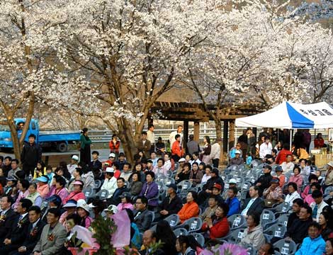 용면추월산벚꽃축제(4월)