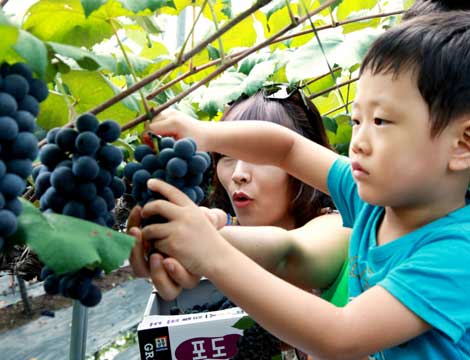 고서포도축제(8월)