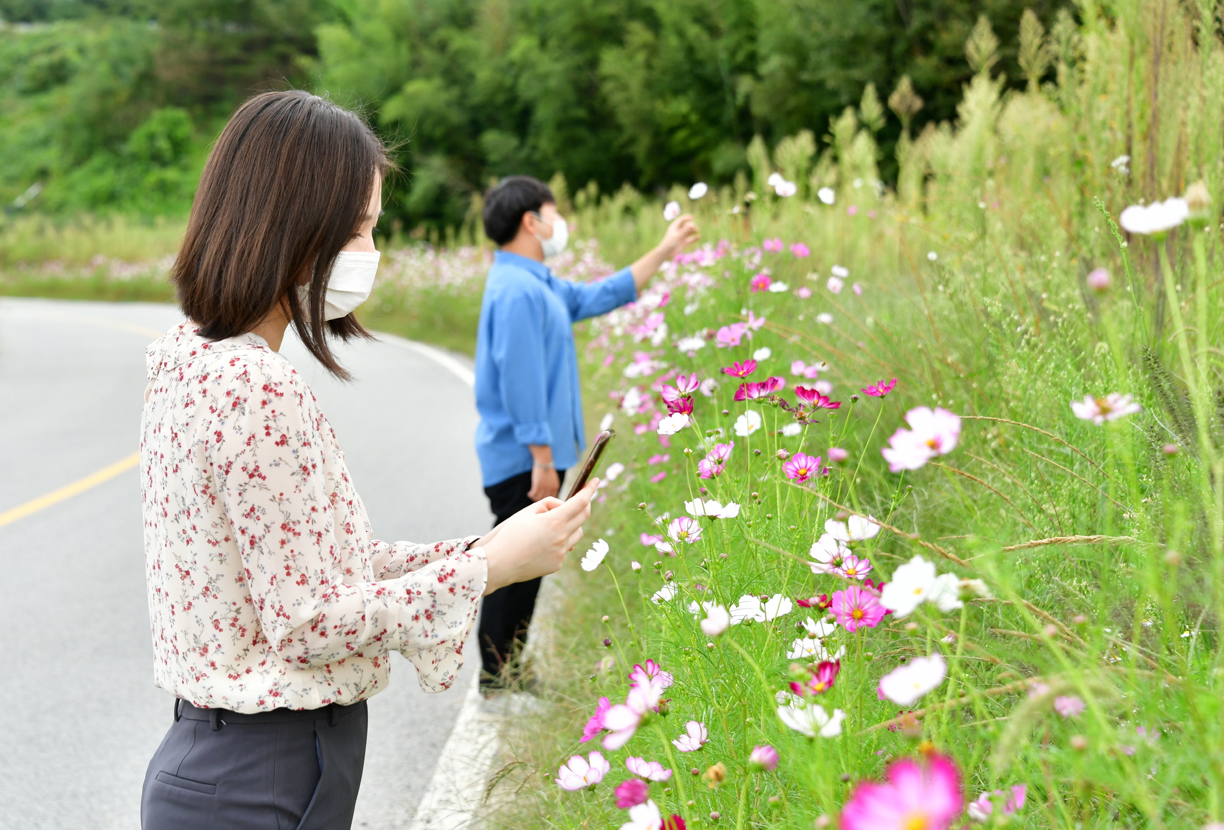 눈길 사로잡는 가을 전령 코스모스 대표사진