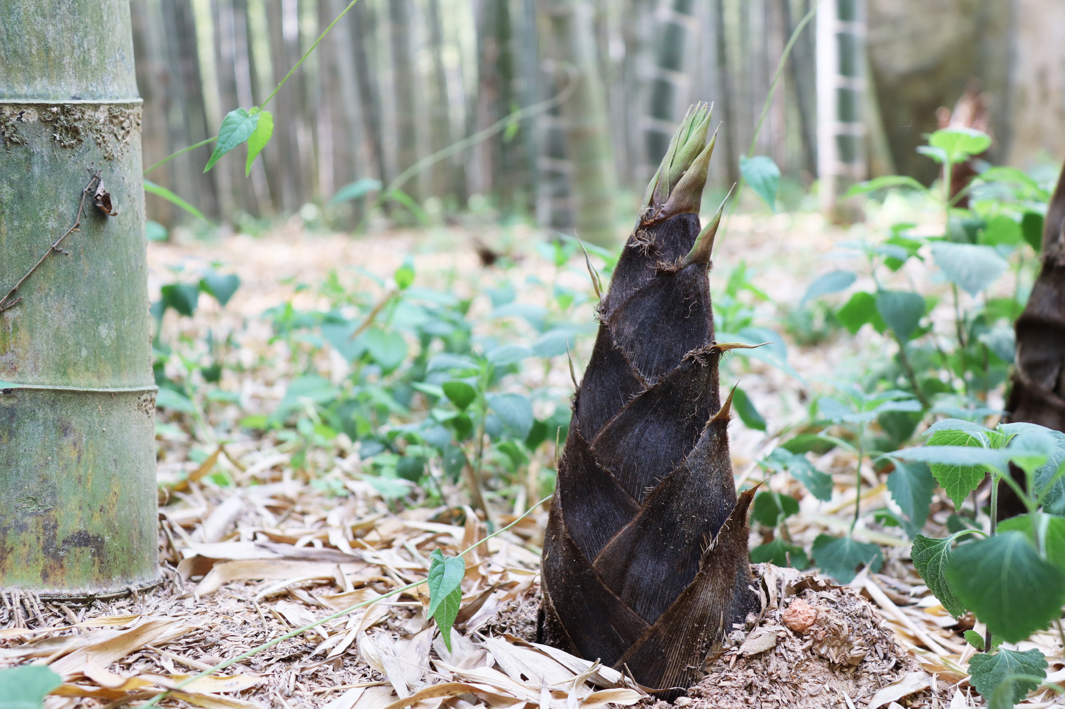 대나무 고장 담양에 솟아오른 죽순 대표사진
