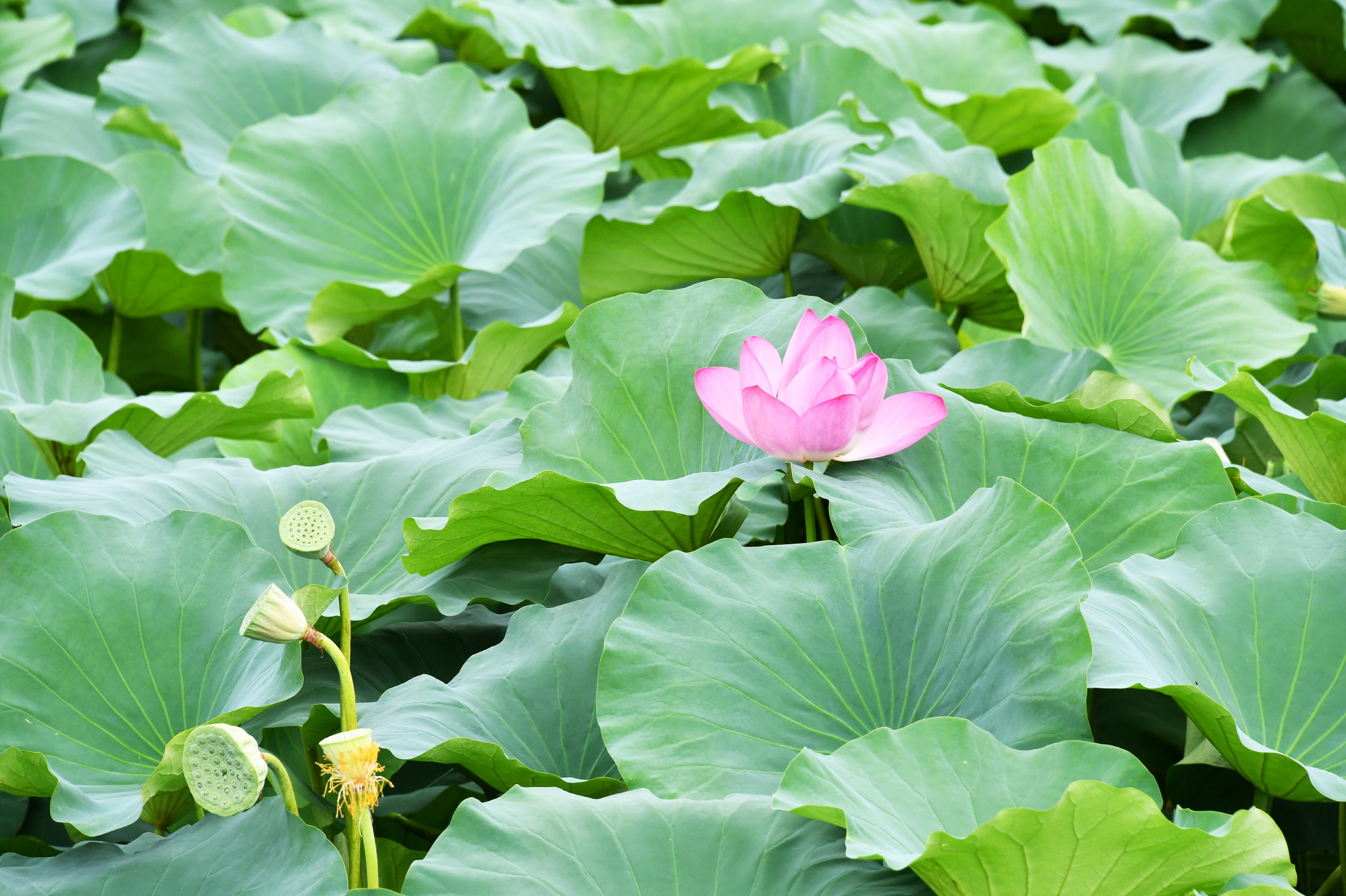 연꽃 가득한 담양 고가제 대표사진