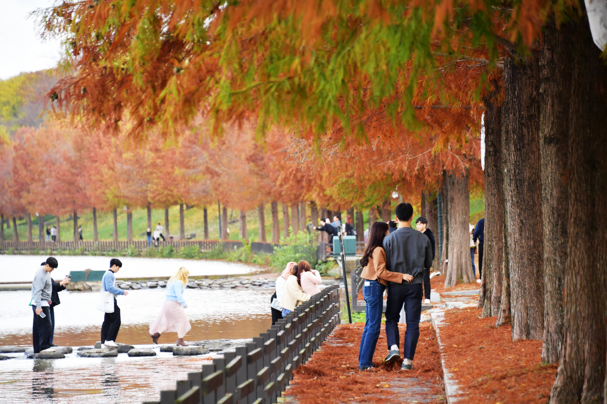 늦가을 정취 가득한 담양 관방제림 대표사진