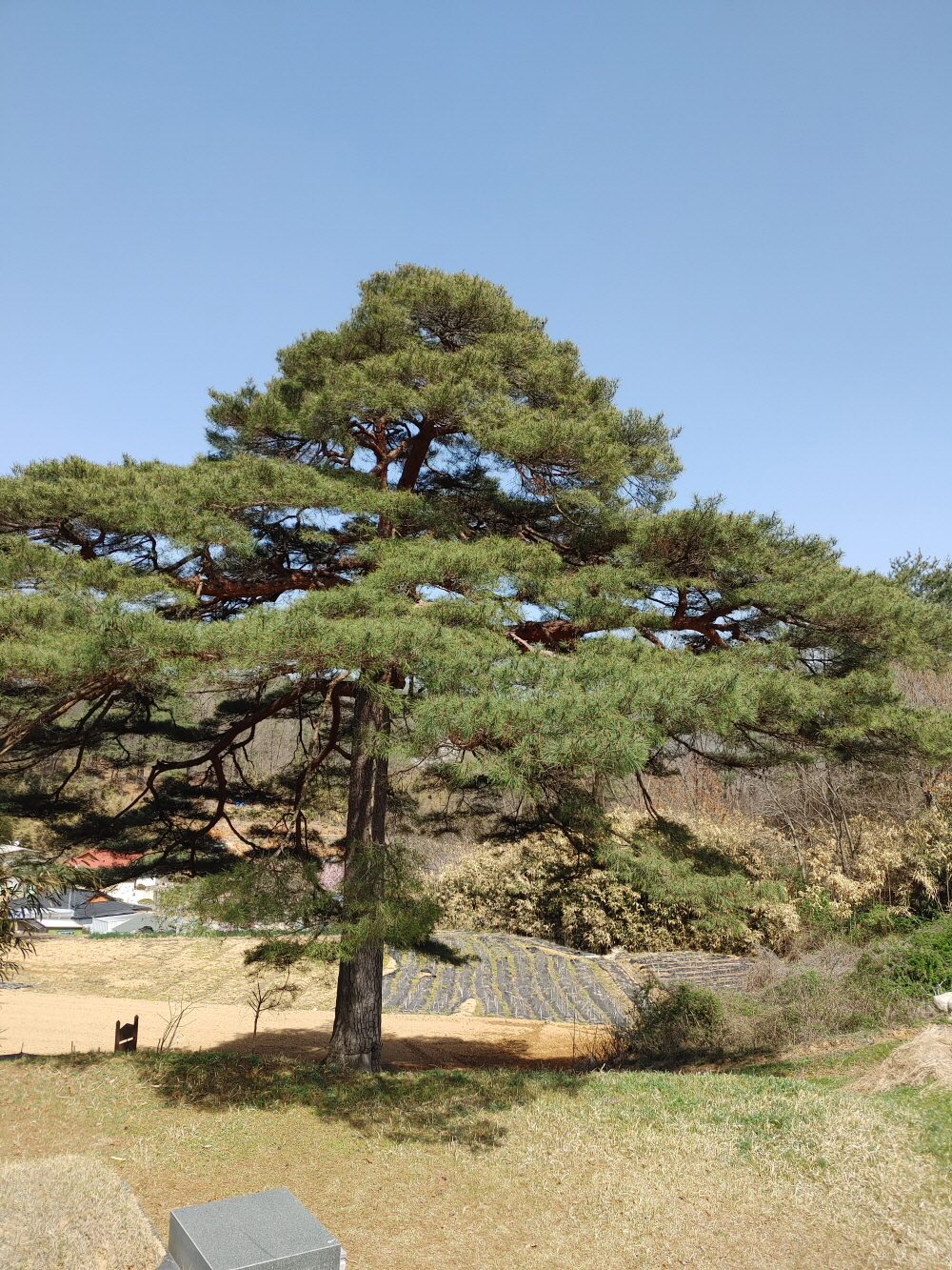 담양군 고서면 金峴里 雲峴마을 뒤 一品松을 소개하고자 합니다. 대표사진