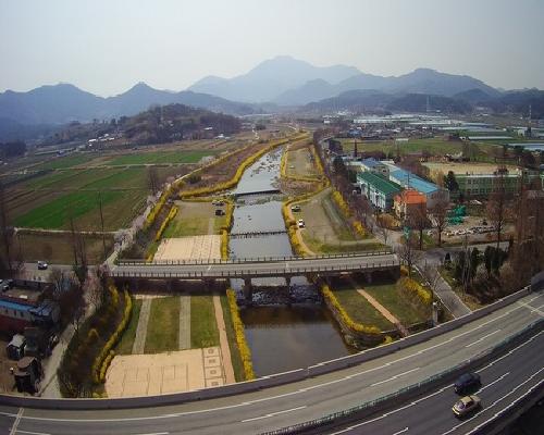 고서면  하천 개나리꽃 활짝 대표사진