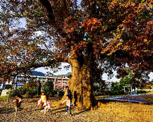 학교숲의 가을 대표사진