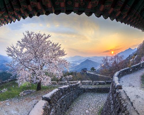 금성산성 벚꽃(장려상) 대표사진