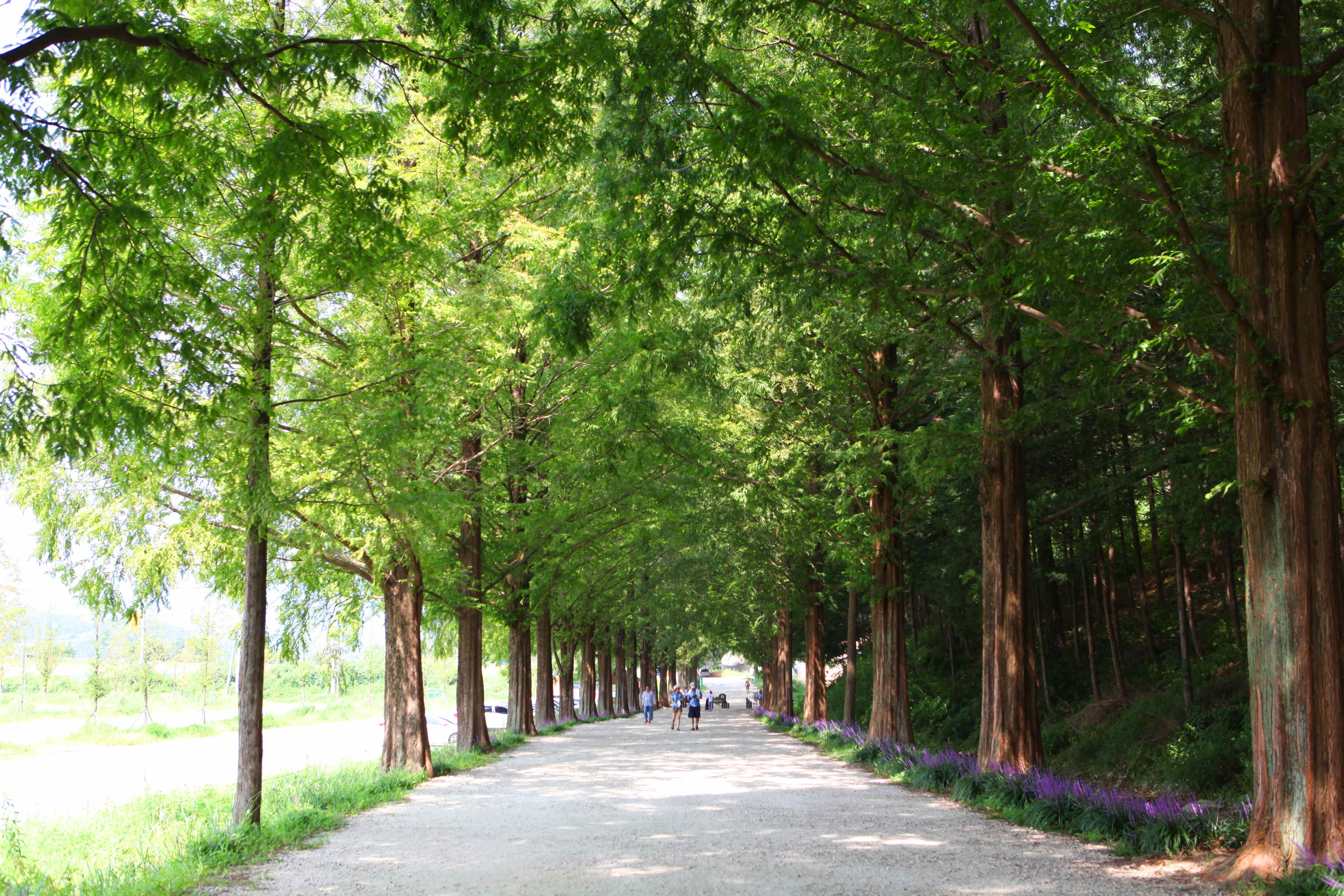 메타세쿼이아랜드