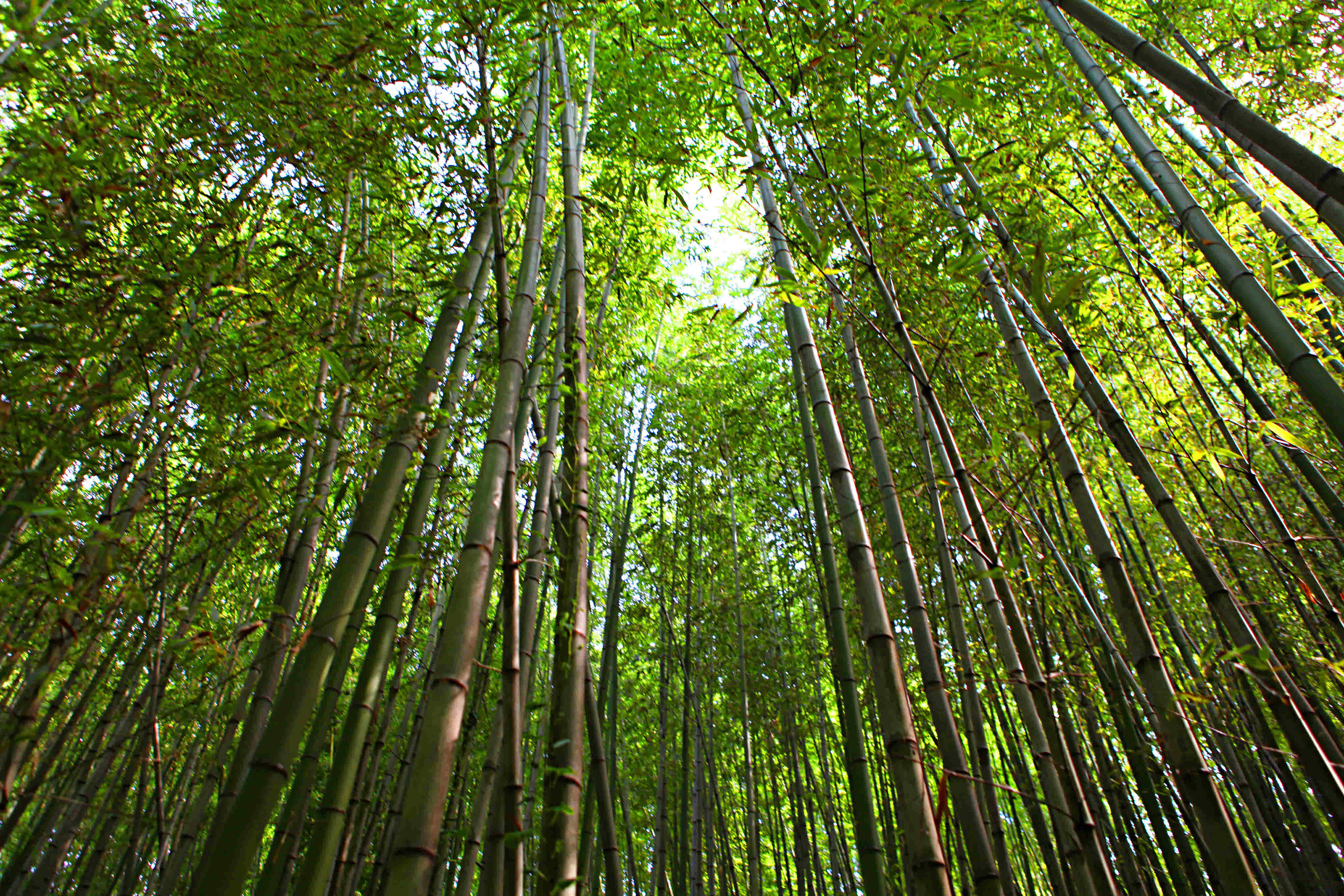 대나무골 테마공원(...