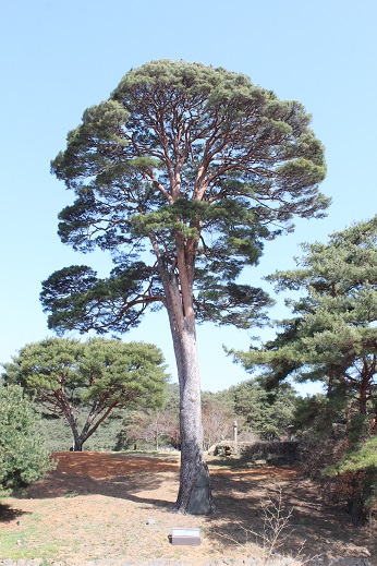 담양 매산리 소나무