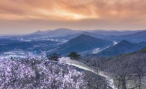 입선 안호재 作 금성산성의 봄 대표사진