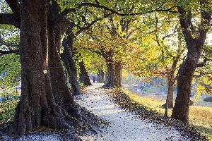 입선 김민영 作 관방제림의 가을산책 대표사진