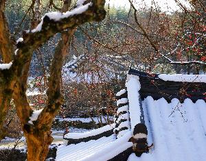 입선 노희완 作 정자를 수놓은 산수유 대표사진