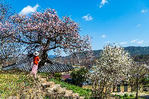 대상 권현영 作 매화와 목련의 만남 대표사진